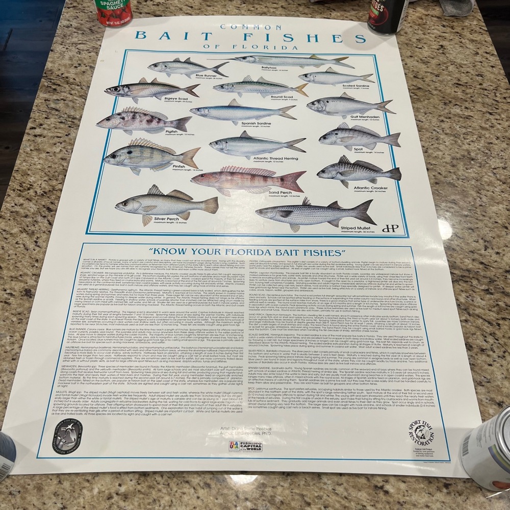 Common Bait Fishes of Florida Poster Diane Rome Peebles Art Fishing Guide 19x25